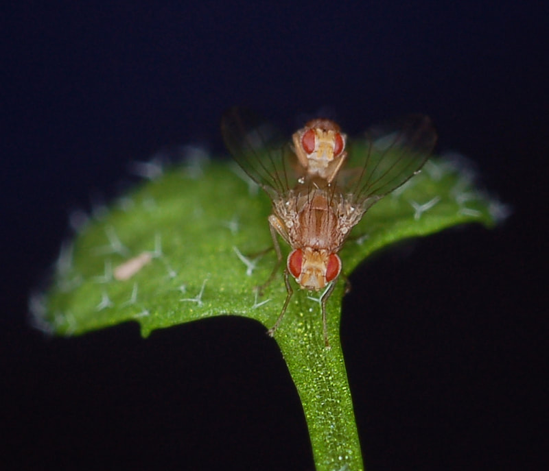 A pair of mating Scaptomyza flava on the leaf of their host plant Scaptomyza flava. Scaptomyza flava flies are identifiable by their longer wings, brown body stripes, yellow coloration, and rectangular serrated ovipositors.