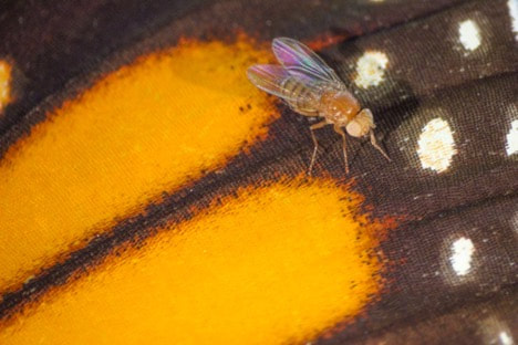White-eyed, monarch, Drosophila melanogaster, fly stands on the wing scales of part of the wing of a monarch butterfly. These flies have had a gene modified to resist milkweed toxins like monarch caterpillars do.
